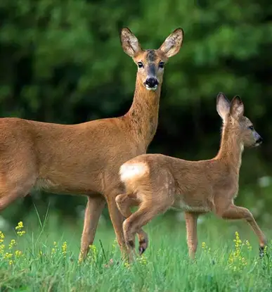 Capriolo