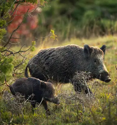 Ginghiale